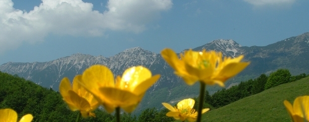 FerraraMB-ranuncoli_pp