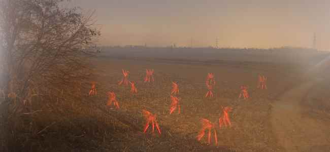 Massimo_Reniero_Bosco_Divino_2012_part