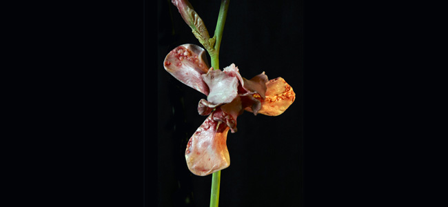 Mat_Collishaw_Venal_Muse_def