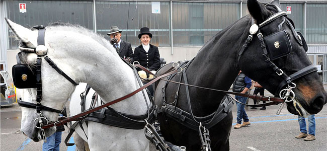 1_Fiera_Cavalli_2014_ph.antonella_anti