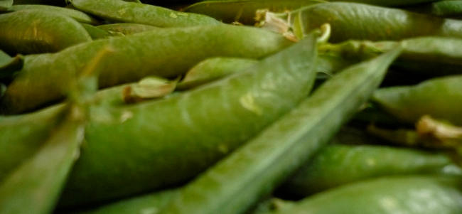 Bacelli_bisi_verdone_nano_2