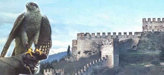 Falconieri_a_Soave