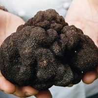 Festa del Tartufo del Baldo