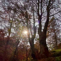 M'illumino di foresta