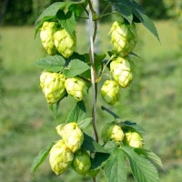 Tramonto di primavera in luppoleto